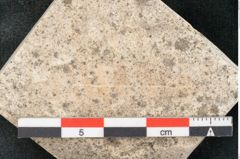 Foto (Detailansicht) von Cinnamomum lanceolatum Unger (NHMW-GEO-2024-0188-8127)